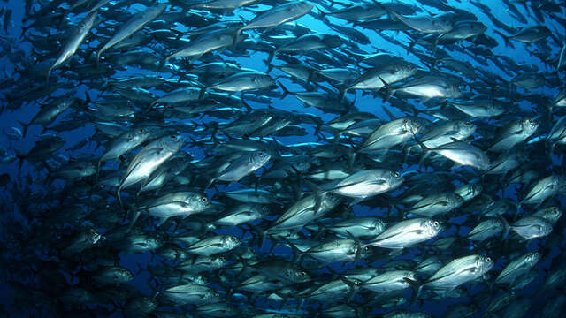 Ecole De Plongée De Tahiti - Scubatek