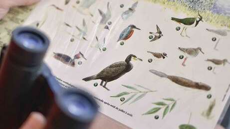 Croisière ornithologique