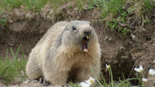 Rando, Marmottes en Vercors