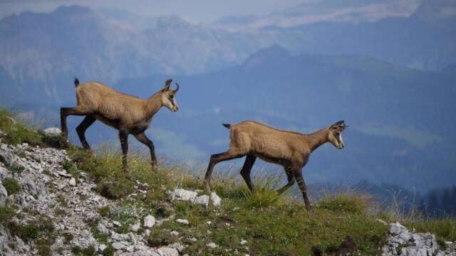 Randonnée 1/2 journée Lever du jour avec les chamois