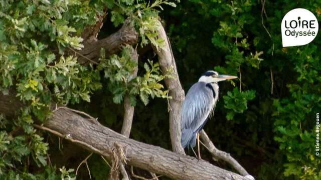 Croisière ornithologique Loire-Odyssée