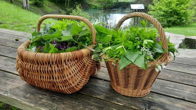 Frühlingsaktivität: Kochworkshop mit essbaren Pflanzen