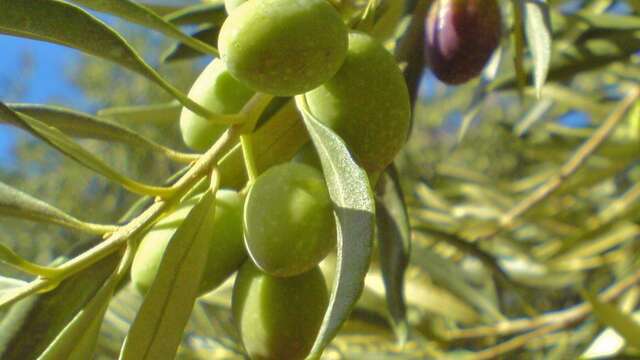 Moulin à Huile du Comtat