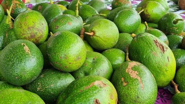 Avocado festival