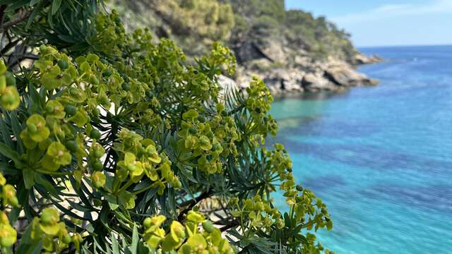 Visite thématique "Au cœur du maquis méditerranéen"