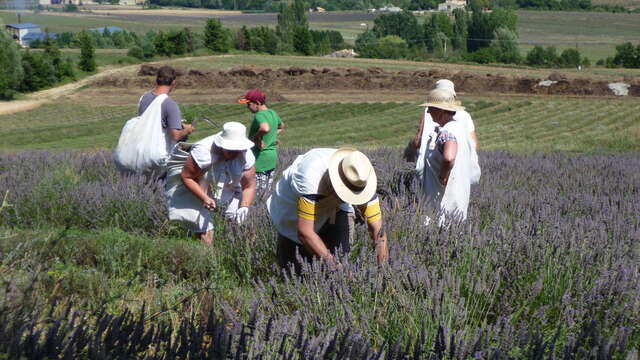 Sortie Lavande dans la peau d'un lavandier
