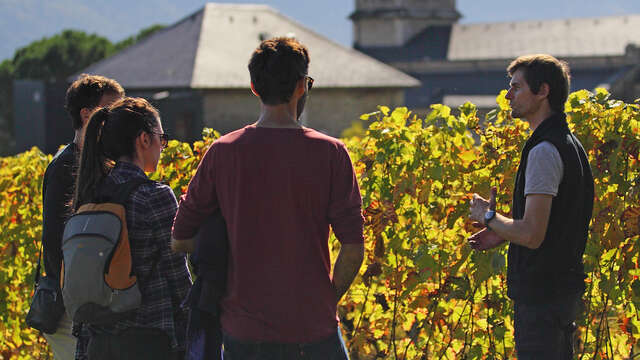 Vignobles en Scène : Animations au Domaine de l'Idylle