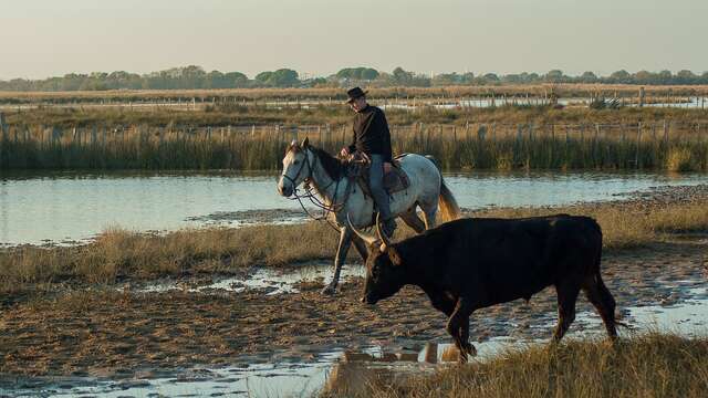 Excursion en bus Grau du Roi et Aigues Mortes