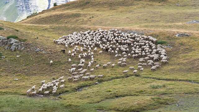 Rdv avec le Parc : Découvrir le pastoralisme