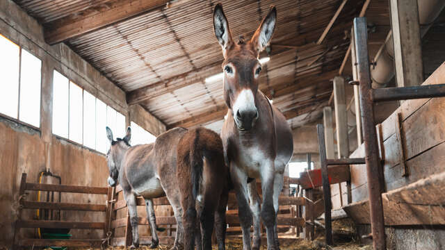 Chasse aux trésors des Anes de Milou