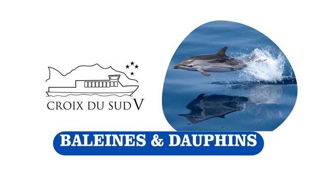Baleines & dauphins | Croix du Sud V