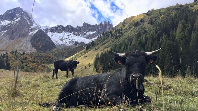 Pastoralisme et réserve naturelle