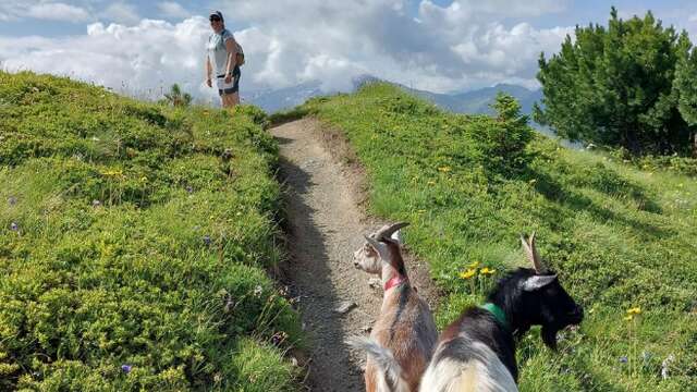 Balade avec les chèvres aux gouilles d'Essertze