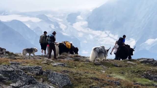 Balade avec les Yaks aux gouilles d'Essertze