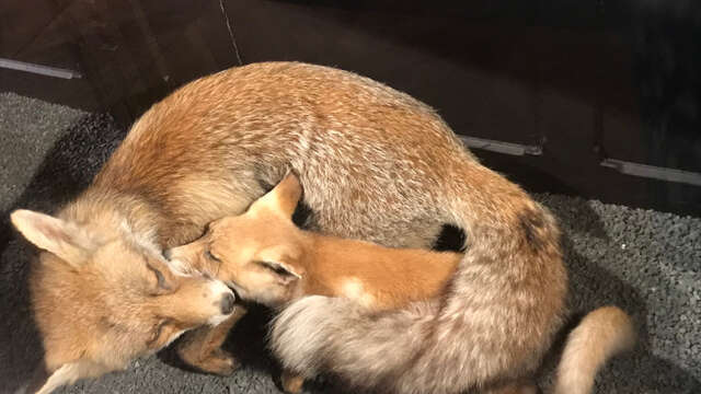 Visites flash contée : "Le premier hiver de Renardo"