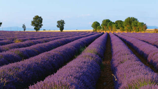 Itinéraire pédestre "La Trinité"