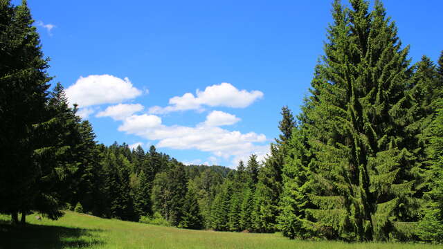 Arboretum et forêt des Grands Murcins