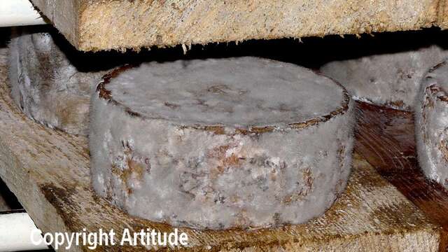 From alpine pastures to cheese