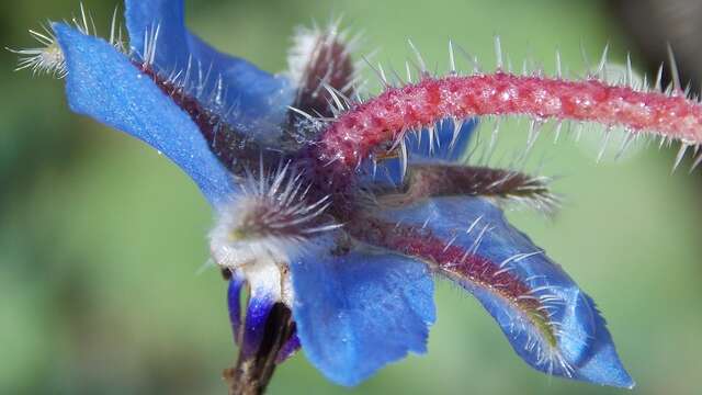 Balades Mille et Une Plantes
