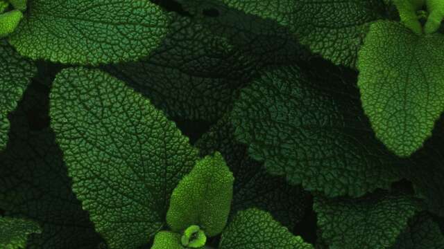 Les Mardis Plantes & Santé - Les Échappées Estivales