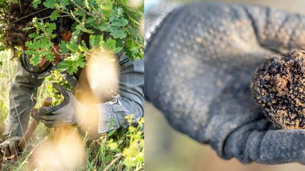 Démonstration de cavage : à la recherche de la reine des truffes : la mélanosporum