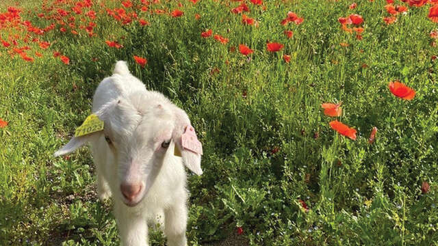 Eiersuche auf der Petite Ferme Pédagogique