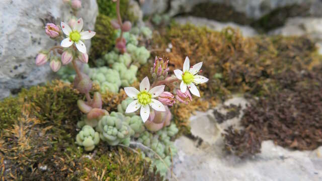 Inventaire participatif de la Flore urbaine - La-Combe-de-Lancey