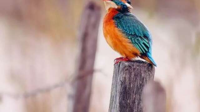 Sortie aux Marais de Beauchamp