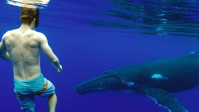 Moorea Ocean Adventures - Sortie baleines