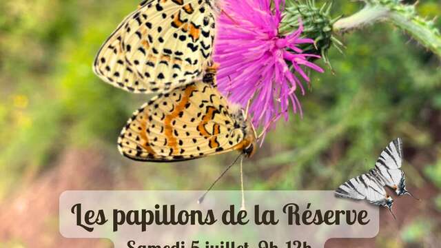 Les papillons de la Réserve