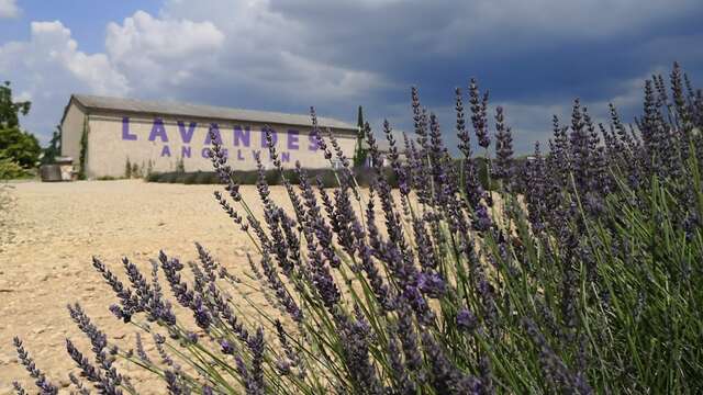 Visite de la distillerie Angelvin