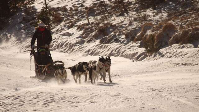 Chiens de traîneau avec Husky Evasion