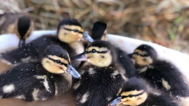 Un instant avec nos soigneurs - Domaine de la Dombes