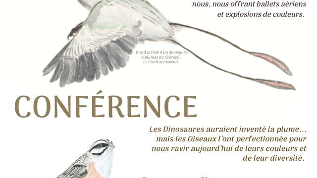 Conférence : Oiseaux, piafs et quelques plumes… L’évolution des oiseaux