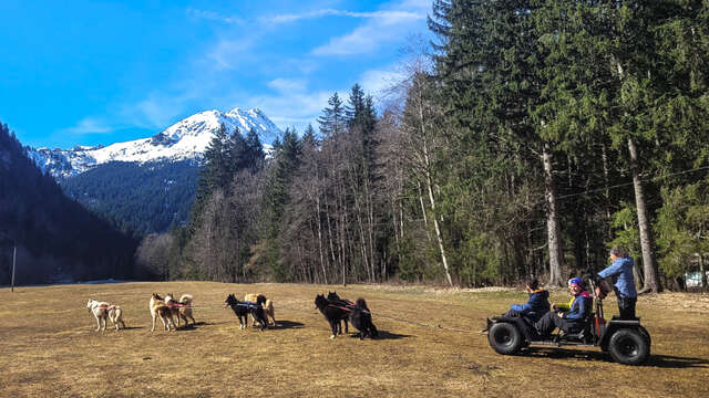 Cani kart : chiens de traineau sur roue