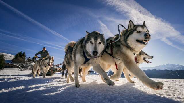 Dog sledding trip