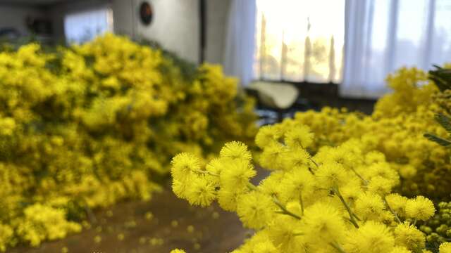 À la découverte du Mimosa