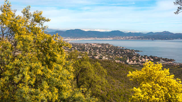 Mimosa in the Heart of the Petites Maures with guide SAB Esterel