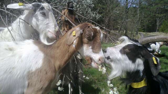 La ferme du P'tit Collois