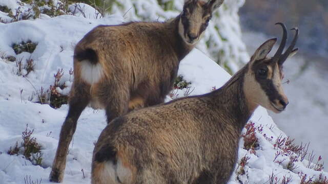 Découverte des chamois