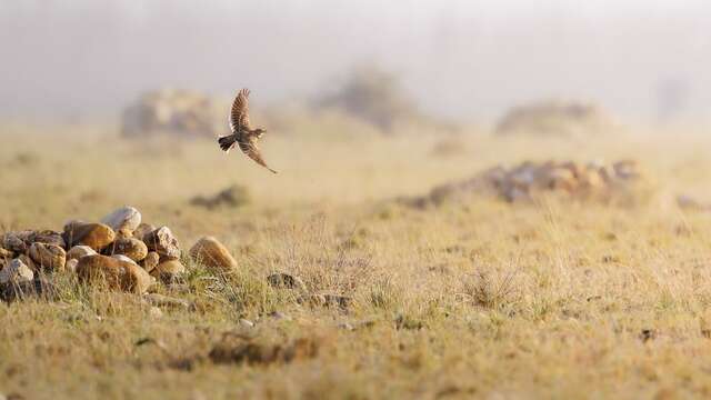 Découverte ornithologique en Crau