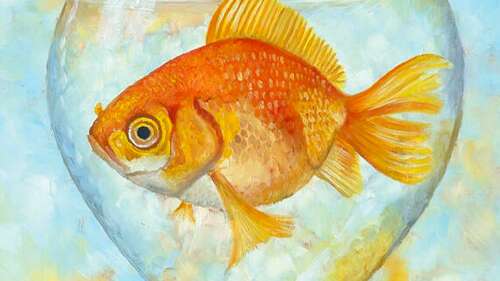 Bubulle le poisson volant - spectacle enfant