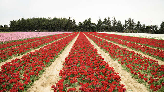 Les champs de tulipes