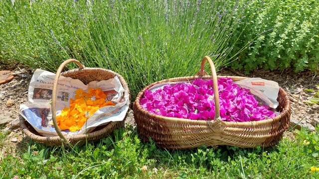 Atelier d'herboristerie