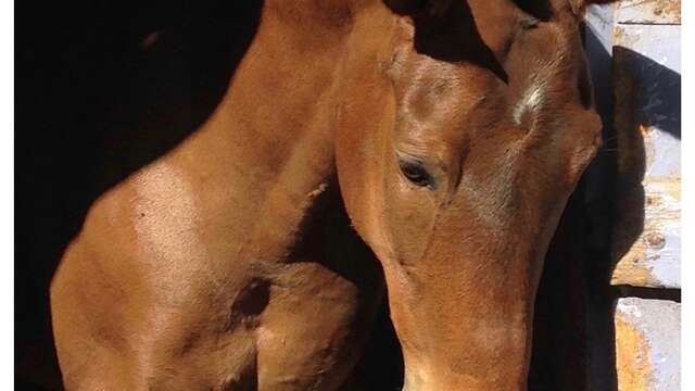 Journée nationale du cheval au Centre Equestre d'Avignon