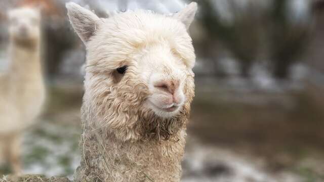 Fête ton anniversaire à la Ferme de Kalmia