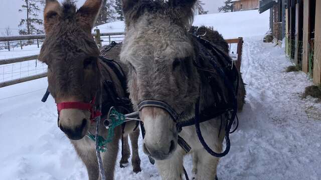 Milou's donkeys