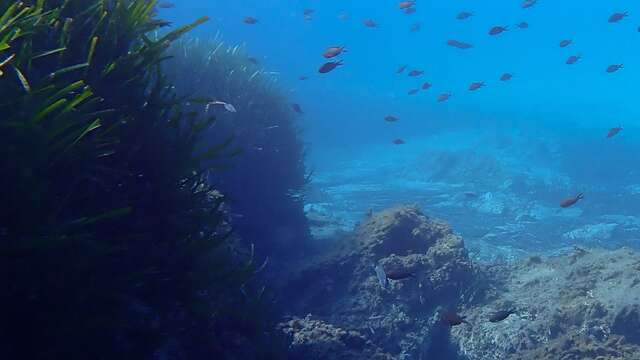 Le Seascope - Vedettes Îles d'Or et Le Corsaire