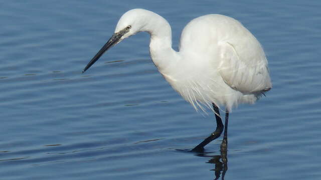 Sortie Nature : des Milliers d'oiseaux