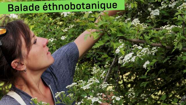 Offre découverte : Balade ethnobotanique dans le Valgaudemar